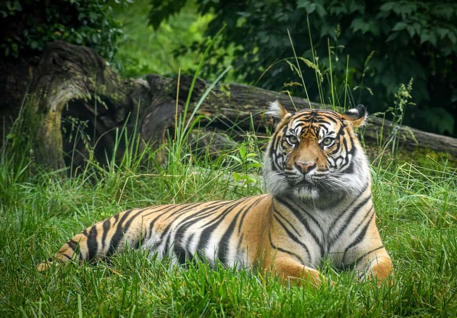 Nashville Zoo: Any-Day Admission Ticket - Key Highlights You’ll Feel Fast