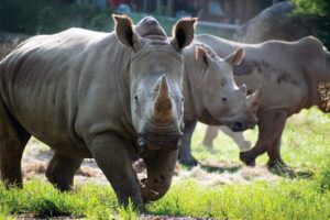 Nashville Zoo: Any-Day Admission Ticket - What 3,000+ Animals Means for Your Time Plan