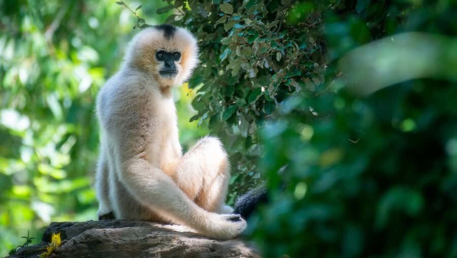 Nashville Zoo: Any-Day Admission Ticket - Optional Attractions That Can Add Cost (and How to Choose)