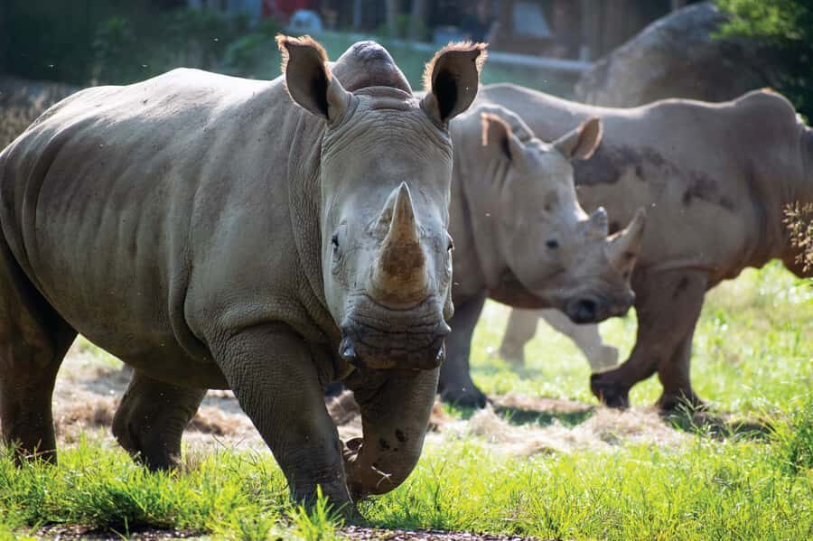 Nashville Zoo: Any-Day Admission Ticket - What 3,000+ Animals Means for Your Time Plan